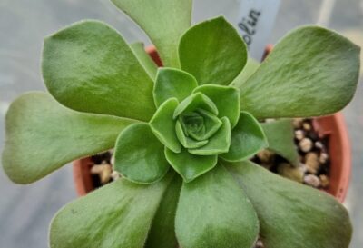 Aeonium 'GOBLIN' - Зображення 2