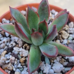Echeveria agavoides "CHRISTMAS"