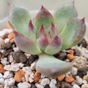 Echeveria "Chihuahuensis"