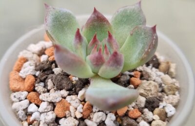 Echeveria "Chihuahuensis"