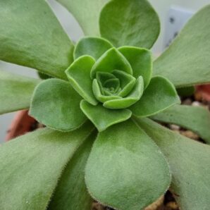 Aeonium 'GOBLIN'