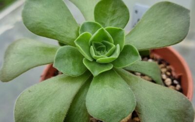 Aeonium 'GOBLIN'
