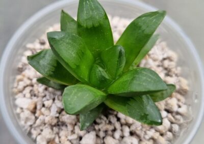 HAWORTHIA "PYGMAEA hibr." - Зображення 3