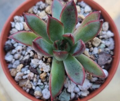 Echeveria agavoides "CHRISTMAS" - Зображення 2