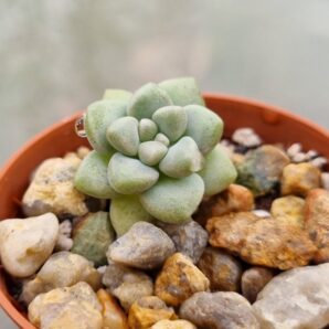 Graptopetalum "Мendozae" | 50