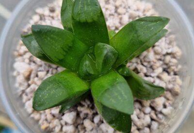 HAWORTHIA "PYGMAEA hibr." - Зображення 2