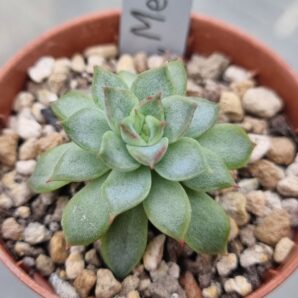 Echeveria "MEBINA"