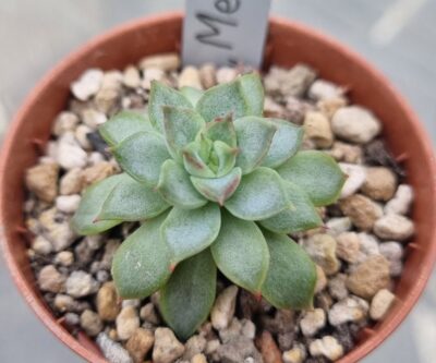 Echeveria "MEBINA"