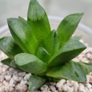 HAWORTHIA "PYGMAEA hibr."