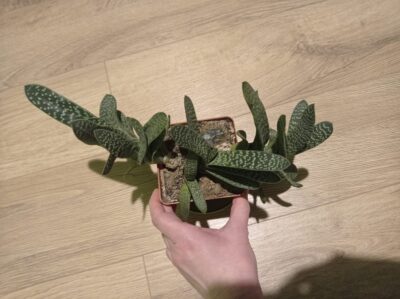 Gasteria Maculata (возможно, GRACILIS, точно не уверена) - Зображення 6