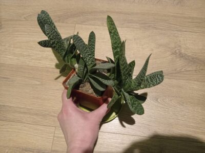 Gasteria Maculata (возможно, GRACILIS, точно не уверена) - Зображення 2