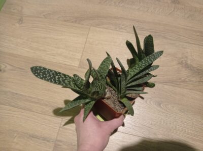 Gasteria Maculata (возможно, GRACILIS, точно не уверена) - Зображення 3