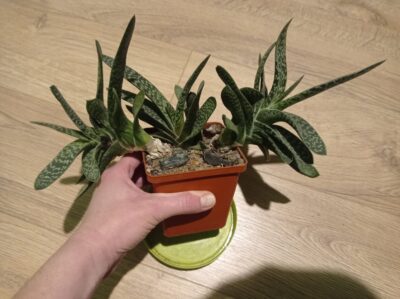 Gasteria Maculata (возможно, GRACILIS, точно не уверена) - Зображення 4