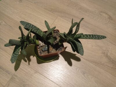Gasteria Maculata (возможно, GRACILIS, точно не уверена) - Зображення 5