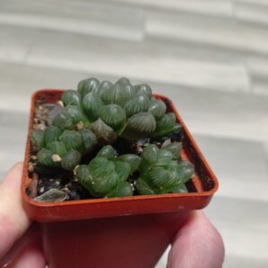 Haworthia cooperi Obtusa, Хавортия Купера обтуза, детки