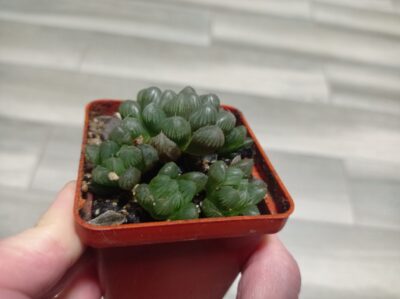 Haworthia cooperi Obtusa, Хавортия Купера обтуза, детки