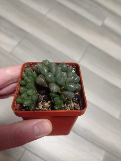 Haworthia cooperi Obtusa, Хавортия Купера обтуза, детки - Зображення 4