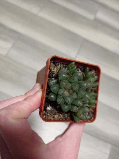 Haworthia cooperi Obtusa, Хавортия Купера обтуза, детки - Зображення 3