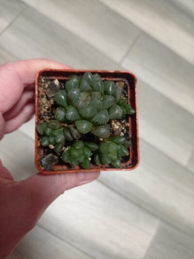 Haworthia cooperi Obtusa, Хавортия Купера обтуза, детки - Зображення 2