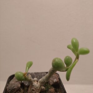 Tylecodon schaeferianus (синонім T. sinus-alexandri )