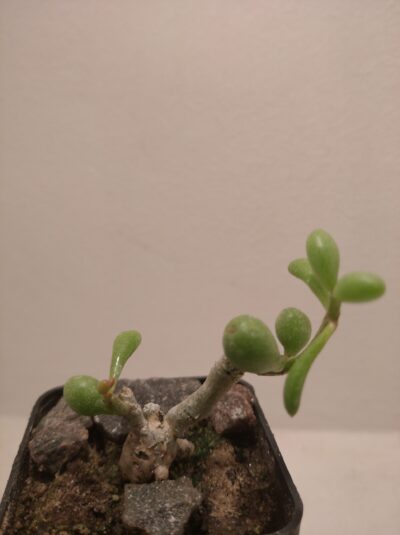 Tylecodon schaeferianus (синонім T. sinus-alexandri )
