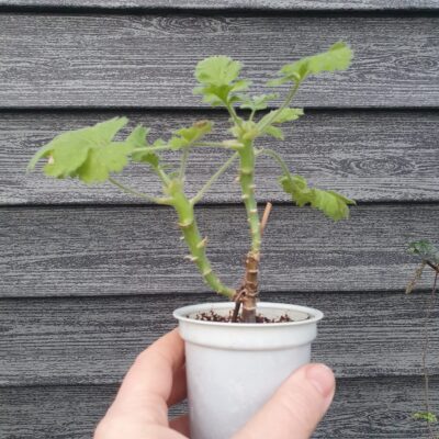 Pelargonium fulgidum - Зображення 2
