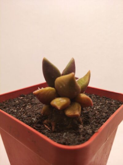 Anacampseros telephiastrum