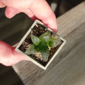 Haworthia magnifica, мелкоголовый вариетет