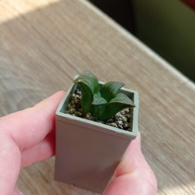 Haworthia magnifica, мелкоголовый вариетет - Зображення 3