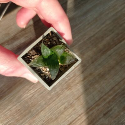 Haworthia magnifica, мелкоголовый вариетет - Зображення 2