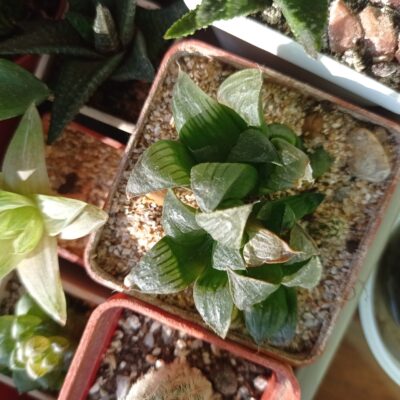 Haworthia magnifica, мелкоголовый вариетет - Зображення 4
