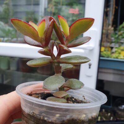 Crassula ovata Hime Ougon Kagetsu - Зображення 2