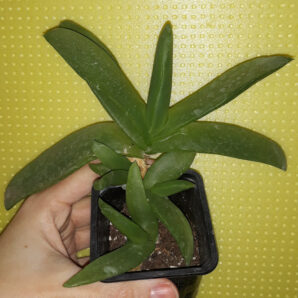 glottiphyllum зріз