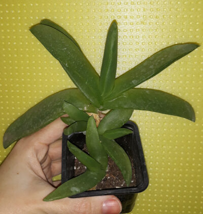 glottiphyllum зріз