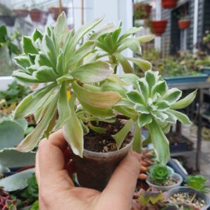 Aeonium Ballerina variegata