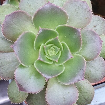 Aeonium dawidbramwellii - Зображення 2