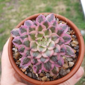 Aeonium Mardi Gras