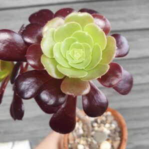 Aeonium Velour