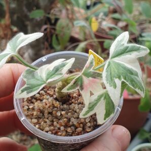 Pelargonium Bob Newing | 83