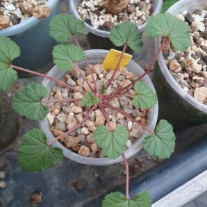 Pelargonium littorale