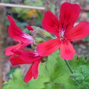 Pelargonium Moores Victory