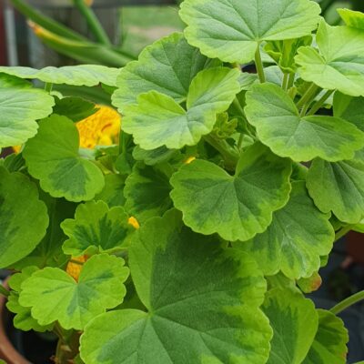 Pelargonium Green Gold Petite Pierre