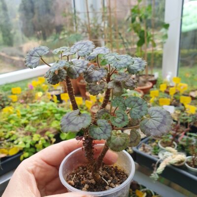 Pelargonium Dresden Pink - Зображення 2