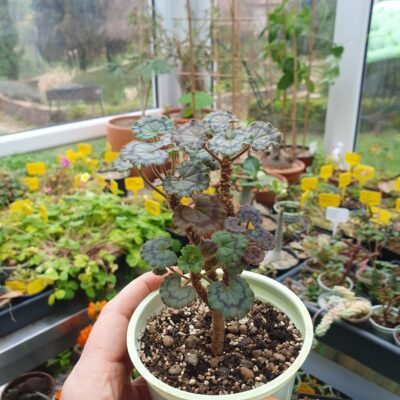 Pelargonium Dresden Pink - Зображення 3