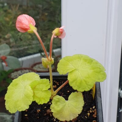 Pelargonium SusieQ - Зображення 2