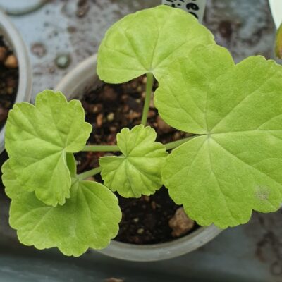 Pelargonium Green Gold Petite Pierre - Зображення 2