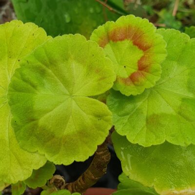 Pelargonium SusieQ