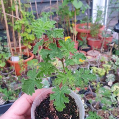 Pelargonium Moores Victory - Зображення 2
