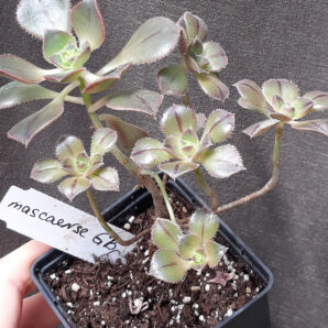 aeonium mascaense англійського походження зріз