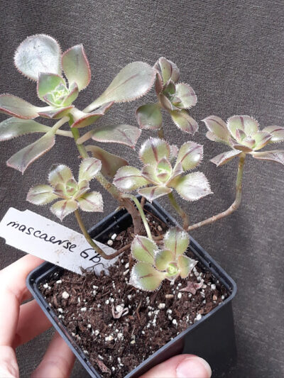 aeonium mascaense англійського походження зріз